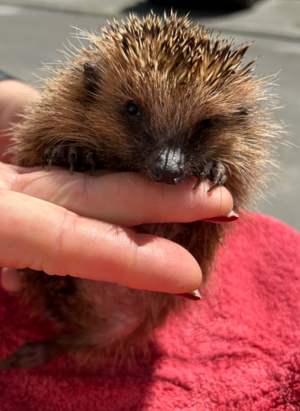 Mit Herz für stachlige Freunde – NaturFreunde Karben überraschen Happy Igel e.V. mit liebevoller Spende